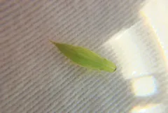 Neohecalus magnificus thumbnail 1