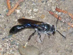 Trypoxylon lactitarse thumbnail 4