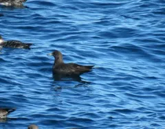 Pomarine Jaeger thumbnail 3
