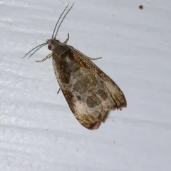 Bunchberry Leaffolder Moth thumbnail 4