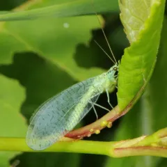 X-marked Green Lacewing thumbnail 4