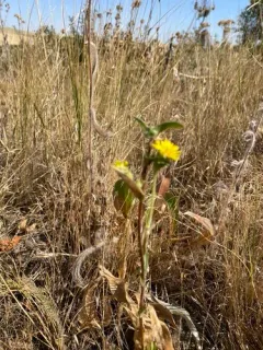 Palouse Goldenweed thumbnail 2
