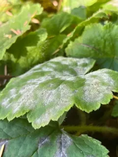 Podosphaera macrospora thumbnail 4