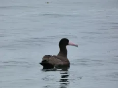Short-tailed Albatross thumbnail 3