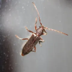 velvet longhorned beetle thumbnail 2