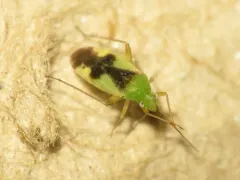 Ornate Plant Bug thumbnail 1