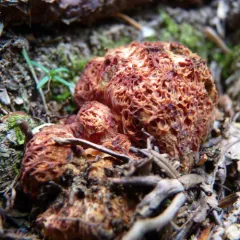 Gastroboletus ruber thumbnail 4