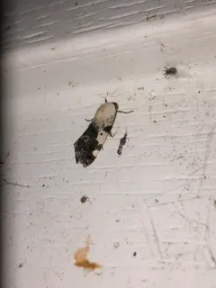 Exposed Bird Dropping Moth thumbnail 4