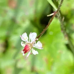 Redstem Saxifrage thumbnail 3