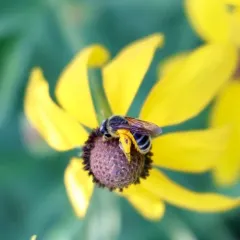 Coneflower Mining Bee thumbnail 1