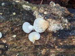 Clitopilus baronii thumbnail 2