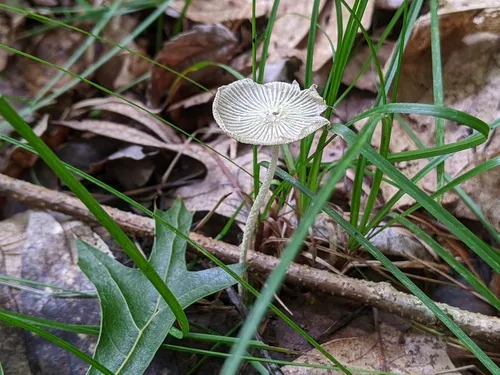 Coprinopsis neophlyctidospora