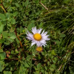 Subalpine Fleabane thumbnail 4