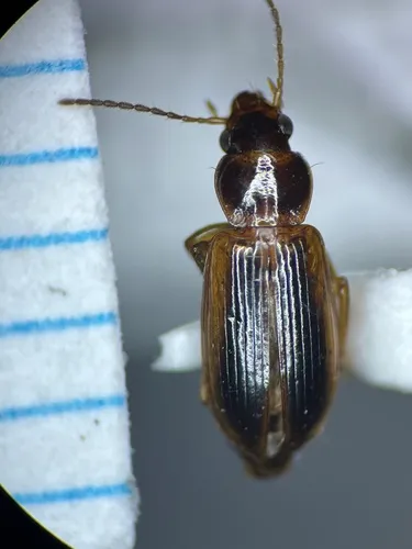 Cloudy Harp Ground Beetle