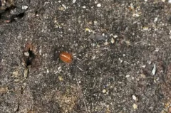 North American cavernicolous Harvestman thumbnail 4