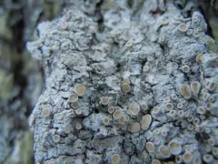Appalachian saucer thumbnail 1
