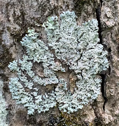 American Rosette Lichen