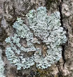 American Rosette Lichen thumbnail 1