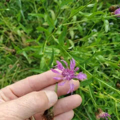 Brown Knapweed thumbnail 3