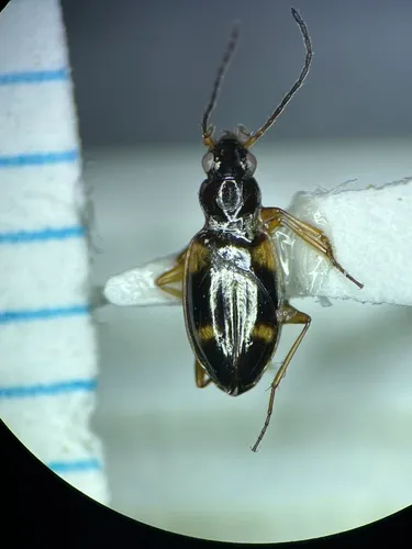 Bembidion mundum