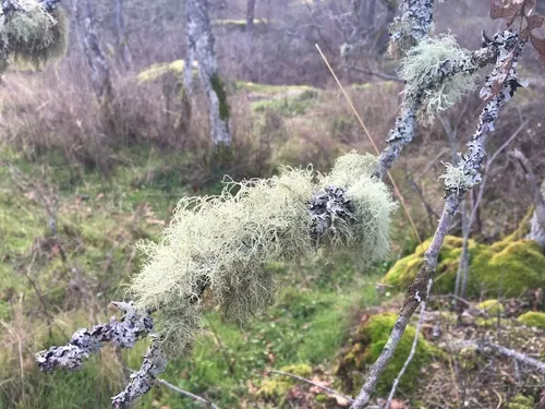 Lapland Beard Lichen