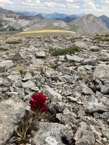 Kerry's Paintbrush
