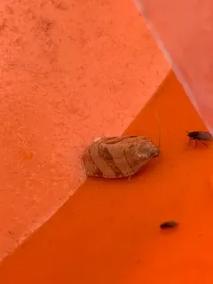 Parallel-banded Leafroller Moth thumbnail 1