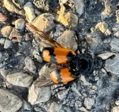 Boreal Burying Beetle thumbnail 2