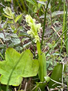 Leafy Northern Green Orchid thumbnail 3