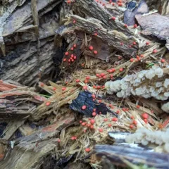 Lycogala conicum thumbnail 3