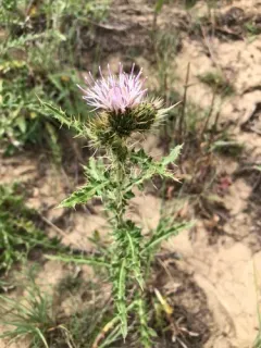 Wyoming Thistle thumbnail 3