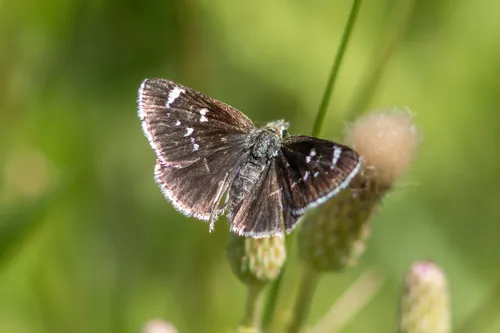 Mojave Sootywing