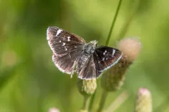 Mojave Sootywing thumbnail 1