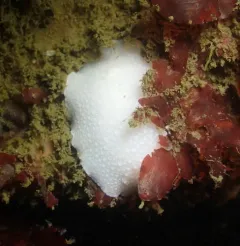 Odhner's Dorid thumbnail 4