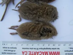 Southern Bog Lemming thumbnail 3