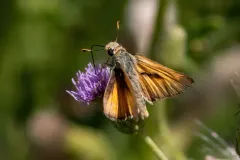Yuma Skipper thumbnail 2