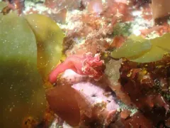 Manania gwilliami thumbnail 2