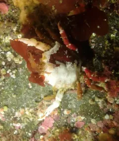 Foliate Kelp Crab thumbnail 4