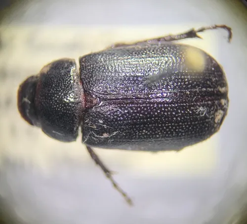 Diplotaxis blanchardi