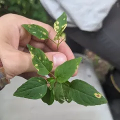 Puccinia circaeae thumbnail 4