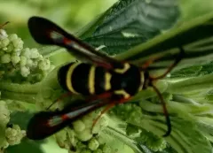 Carmenta mimuli thumbnail 1