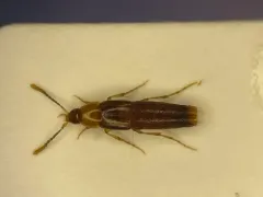 Ischnosoma virginicum thumbnail 1