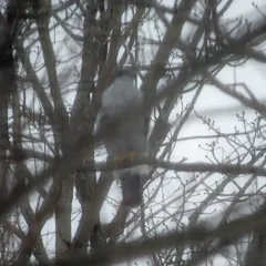 American Goshawk thumbnail 1