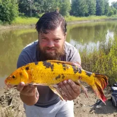 Amur Carp thumbnail 3