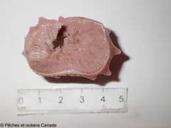 Polymastia uberrima thumbnail 1