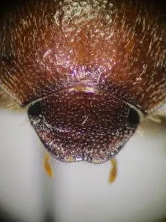 Diplotaxis rudis thumbnail 2