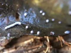 Physarum bitectum thumbnail 3