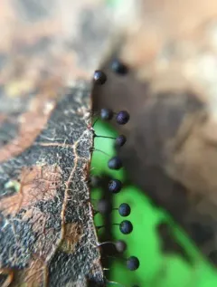 Lamproderma scintillans thumbnail 4