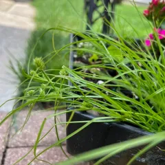 Bearded Flatsedge thumbnail 4