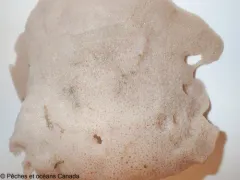 Plicatellopsis bowerbanki thumbnail 1